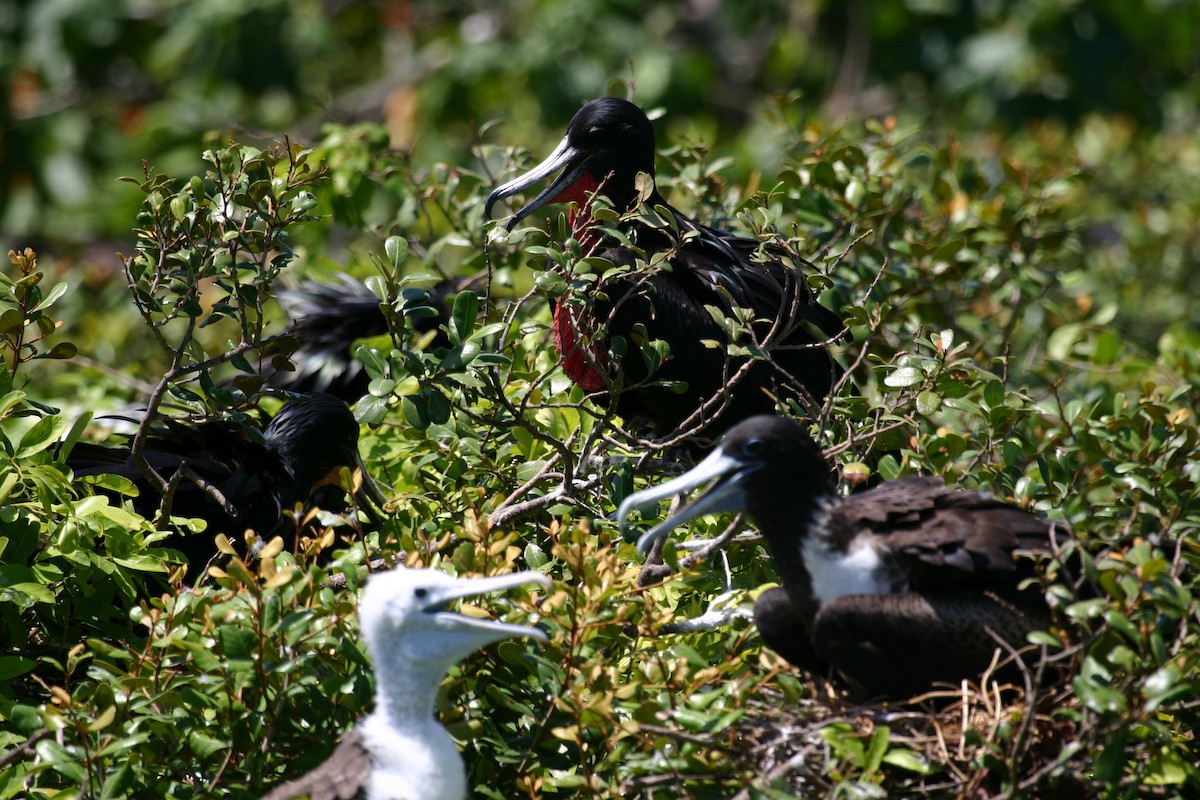 Magnificent Frigatebird - ML620004238