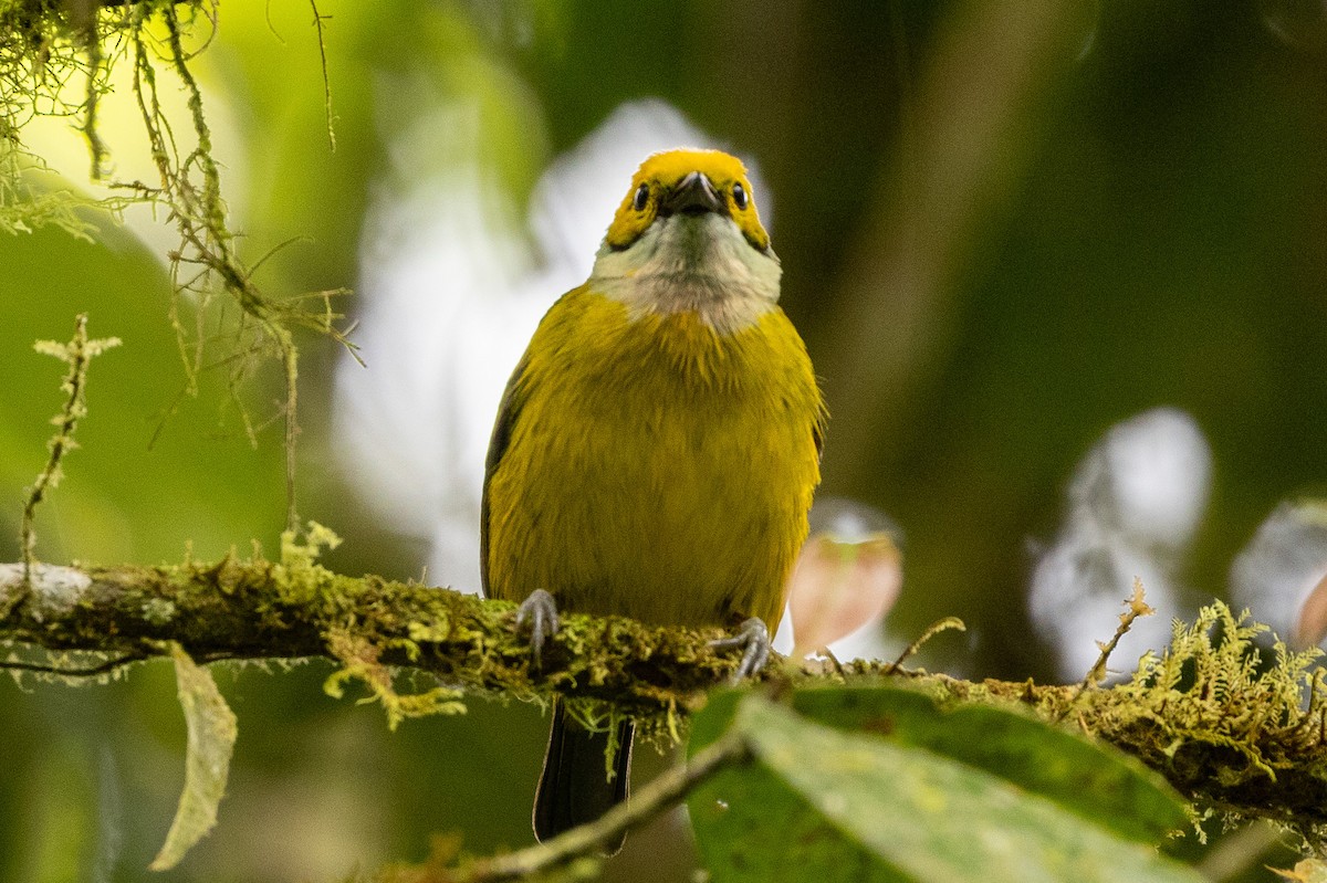 Silver-throated Tanager - ML620004245