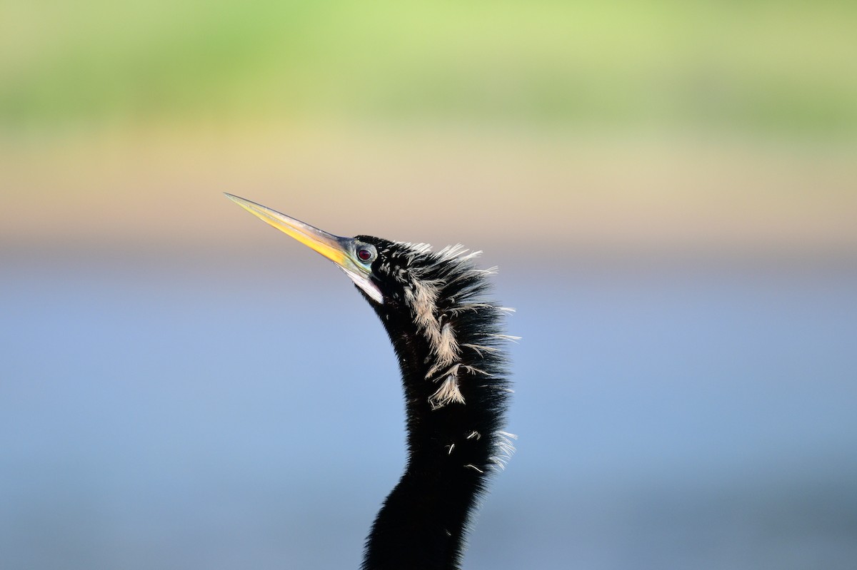 Anhinga Americana - ML620004252