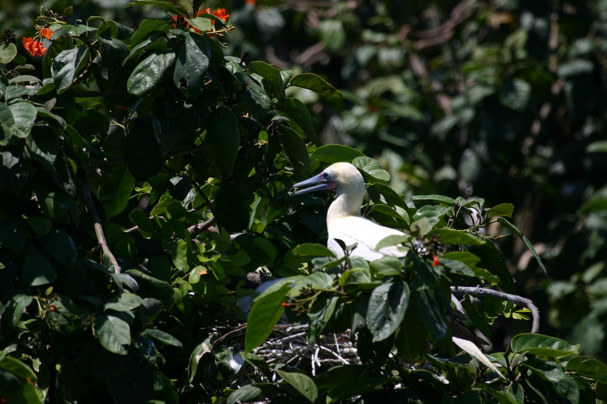 Red-footed Booby - ML620004256