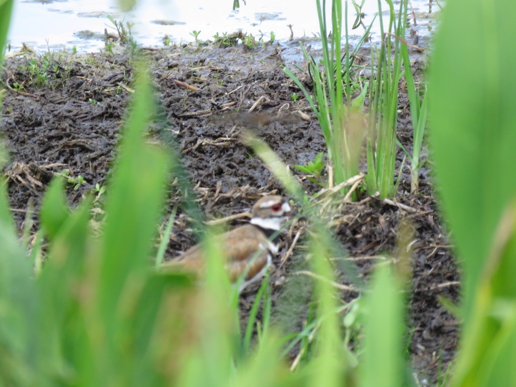 Killdeer - ML620004259