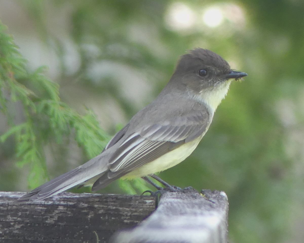 Eastern Phoebe - ML620004269