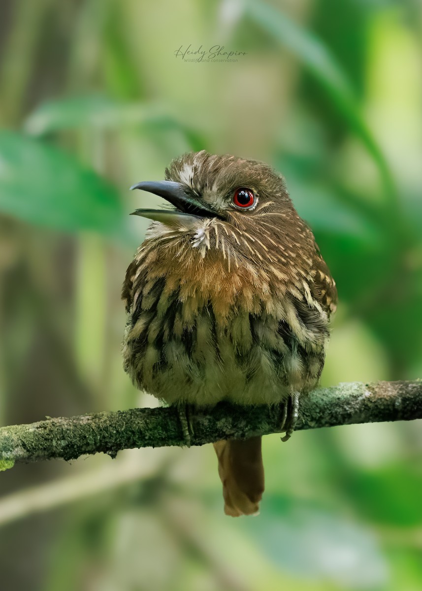 White-whiskered Puffbird - ML620004273