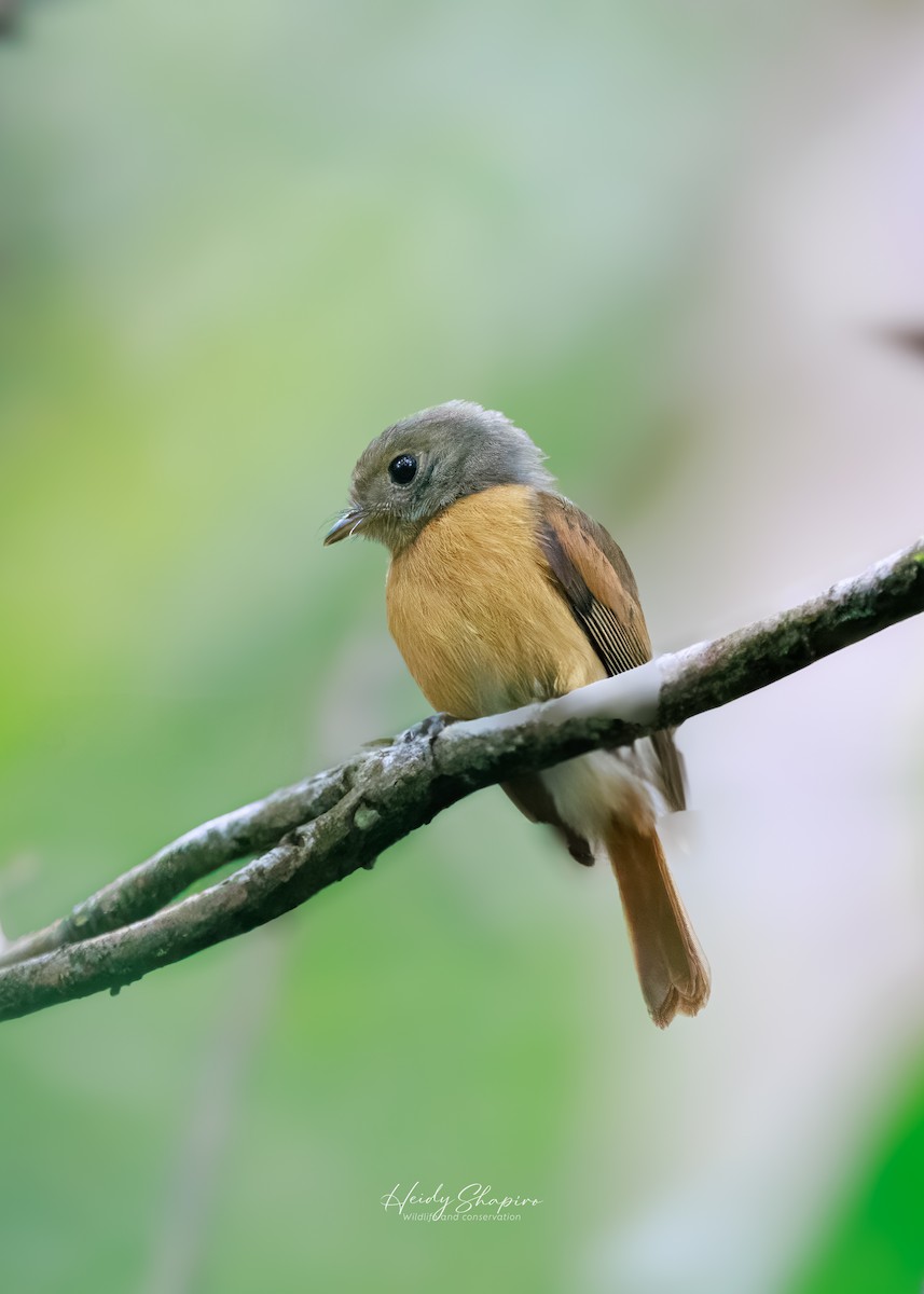 Ruddy-tailed Flycatcher - ML620004276