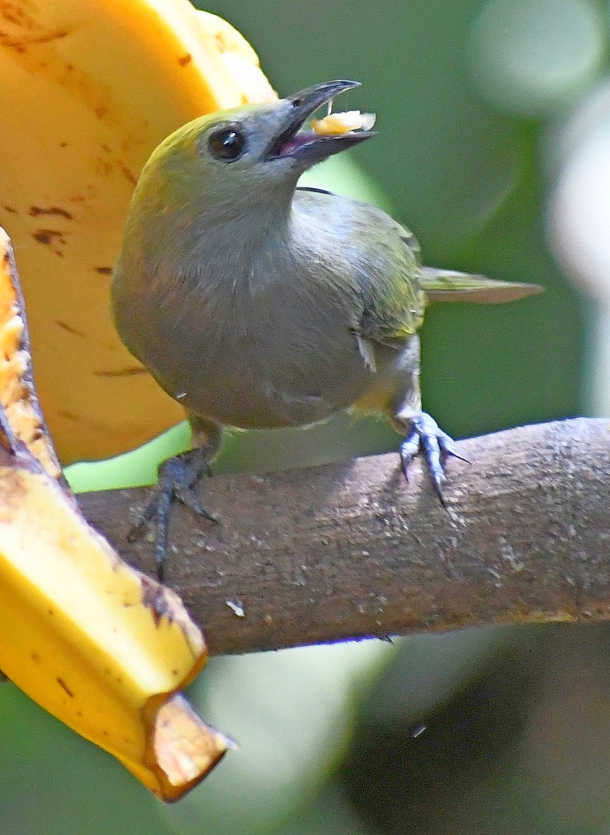 Palm Tanager - ML620004278