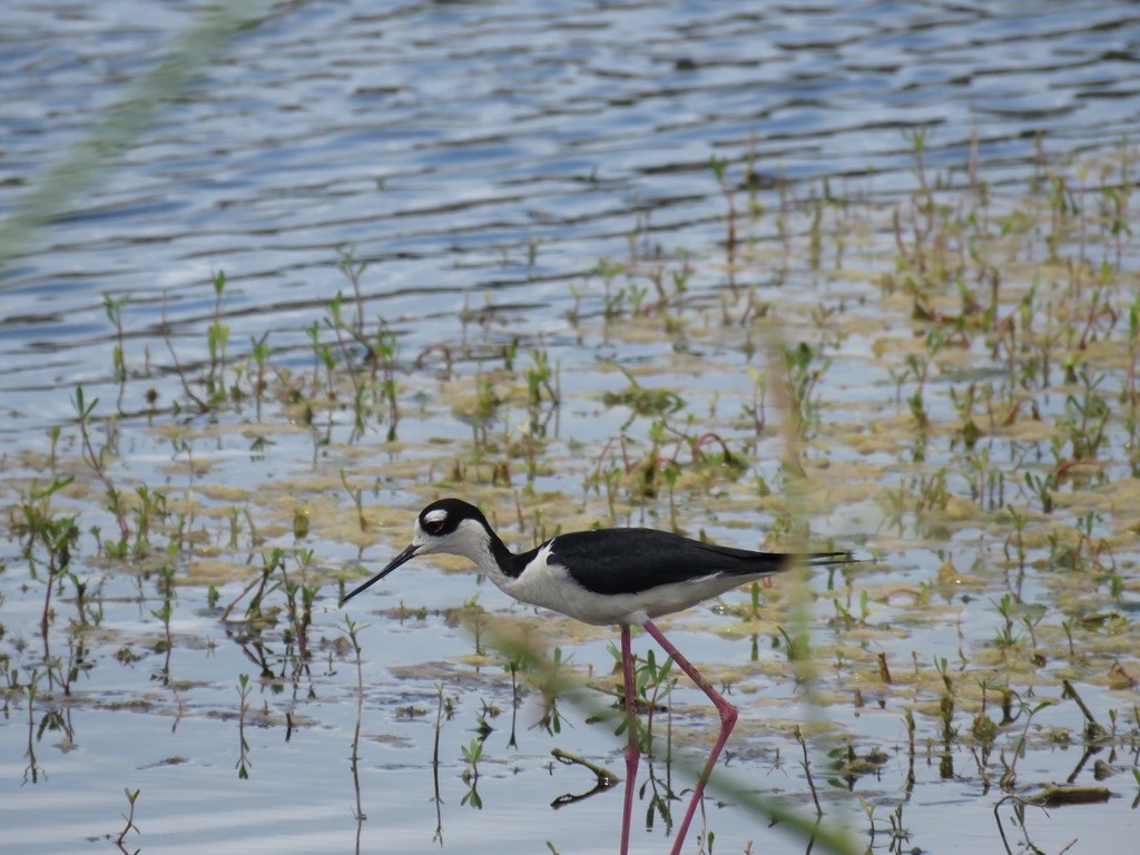 Schwarznacken-Stelzenläufer (mexicanus) - ML620004279