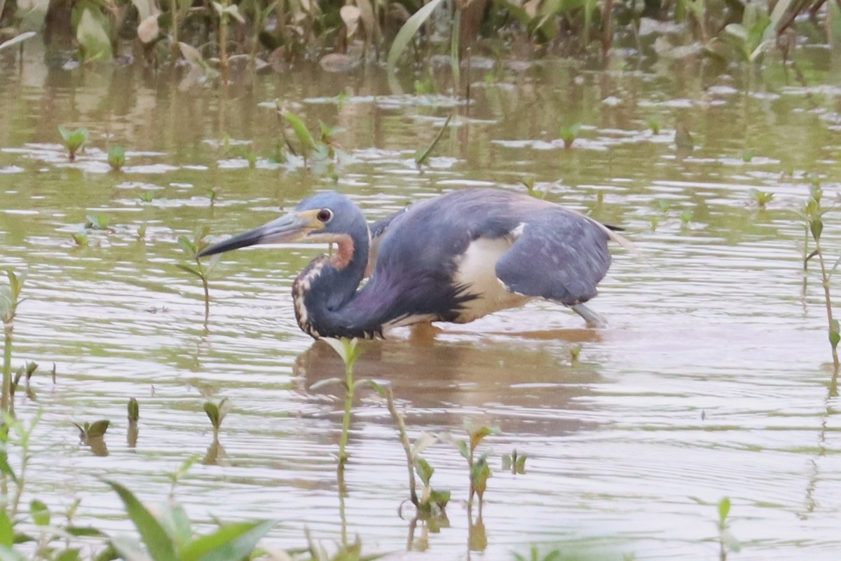 Tricolored Heron - ML620004281