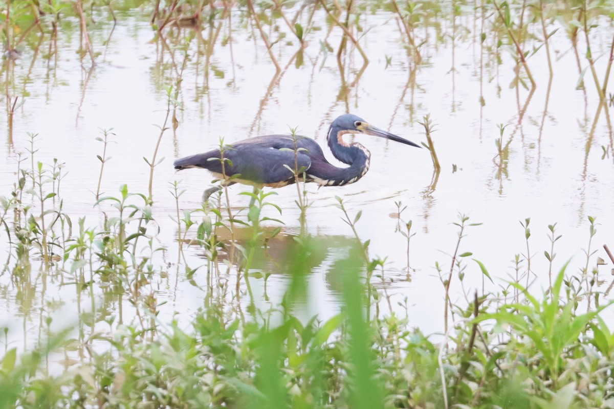 Tricolored Heron - ML620004283