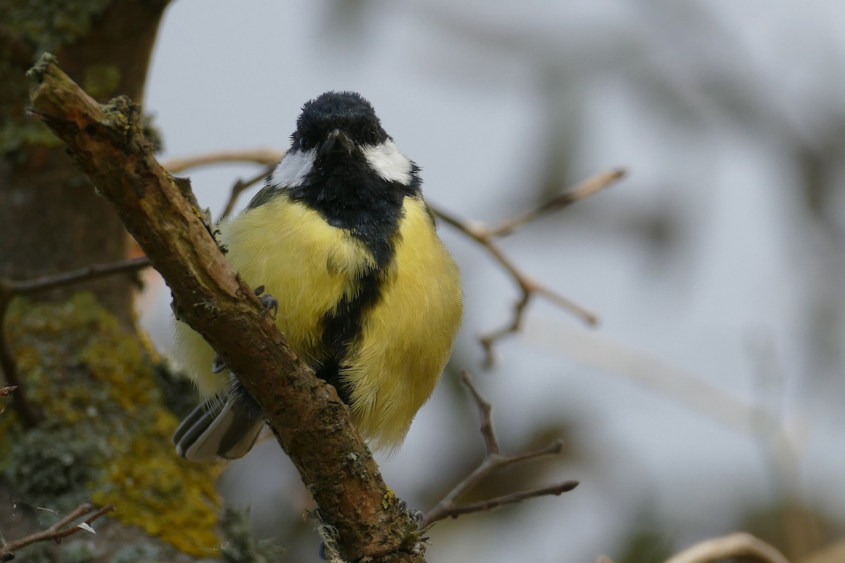 Mésange charbonnière - ML620004286