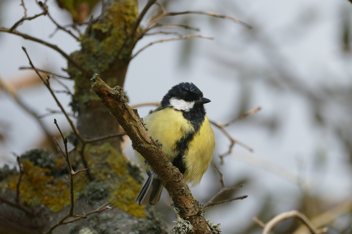 Mésange charbonnière - ML620004287