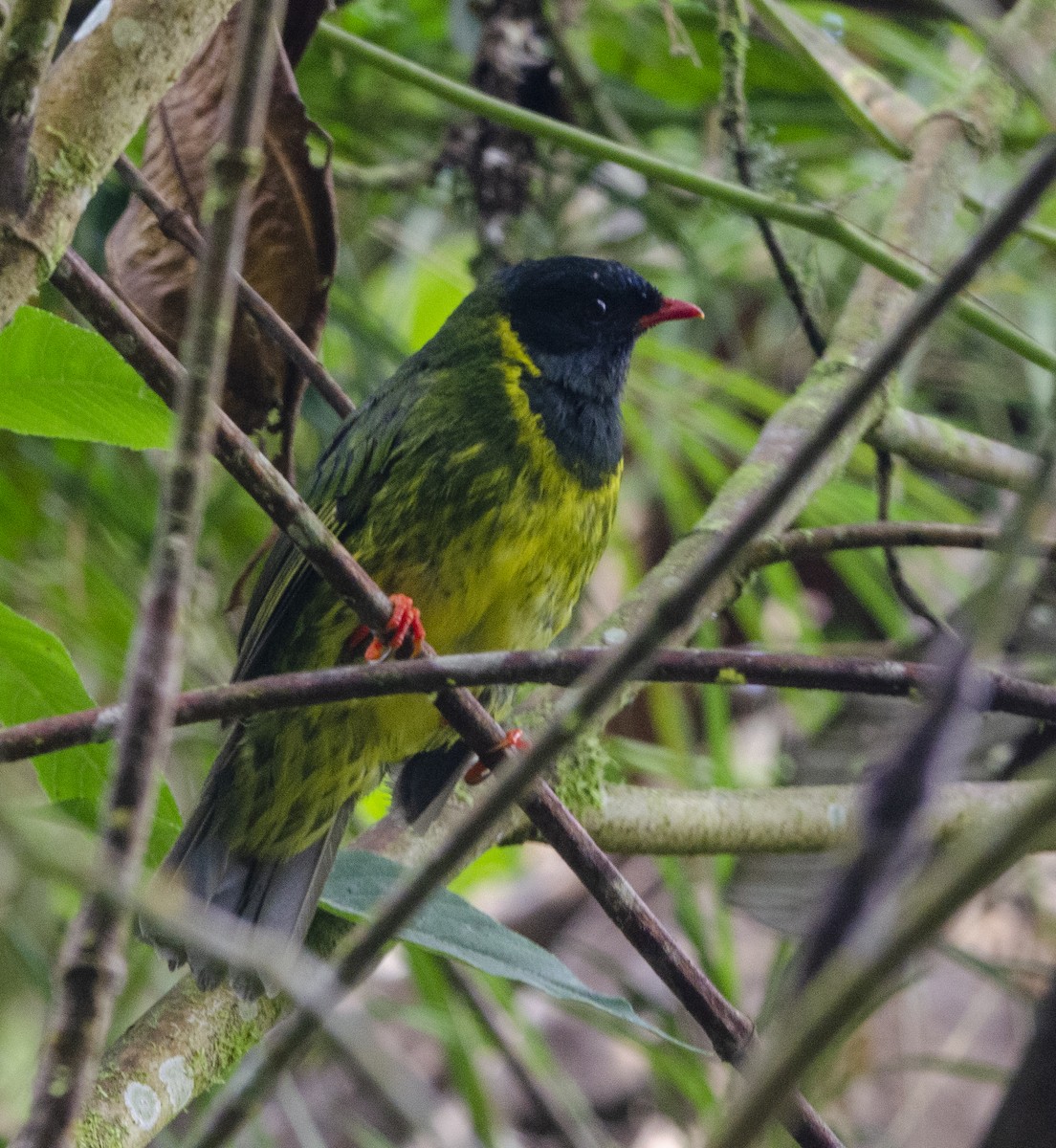 Green-and-black Fruiteater - ML620004293