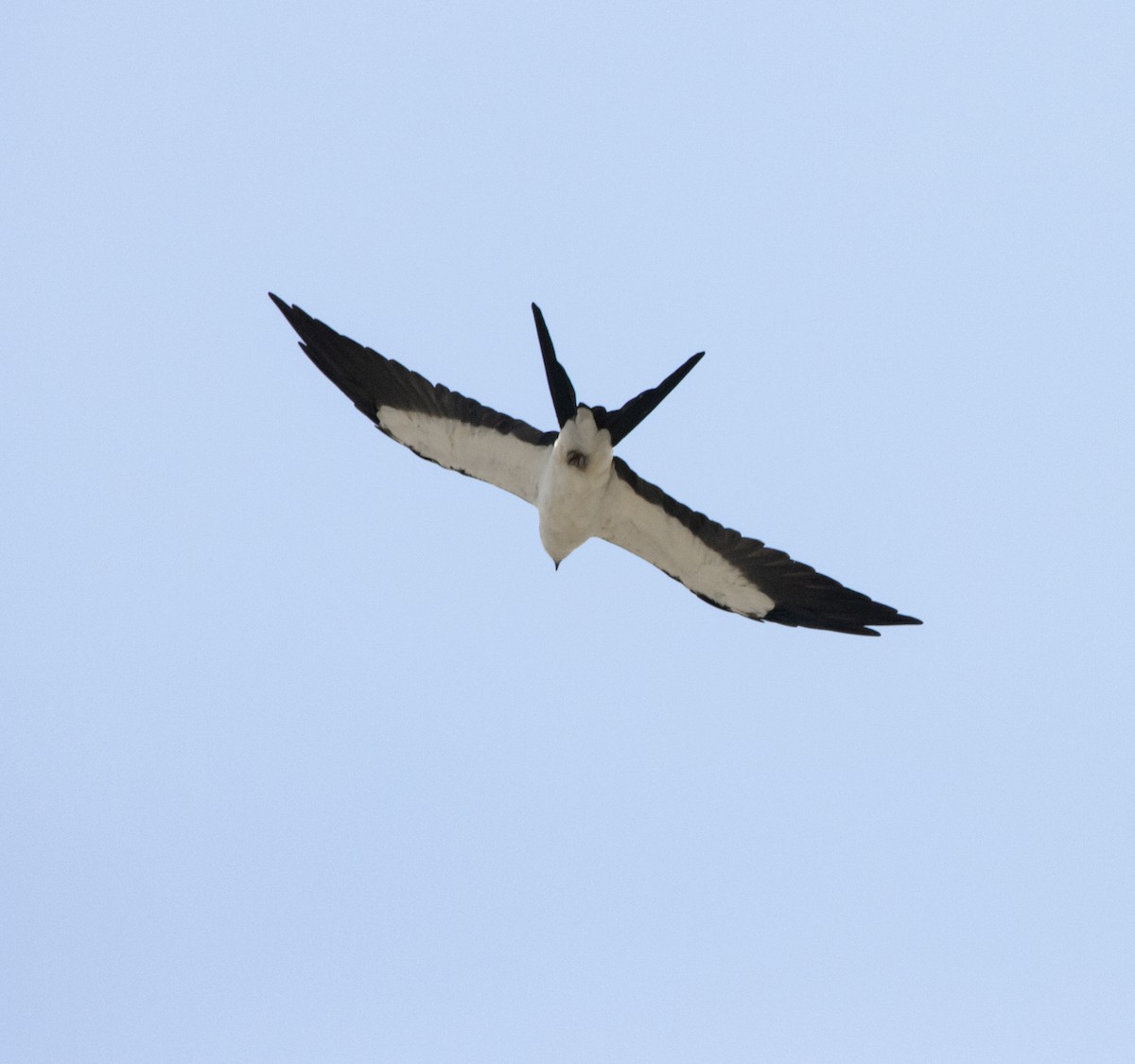 Swallow-tailed Kite - ML620004295