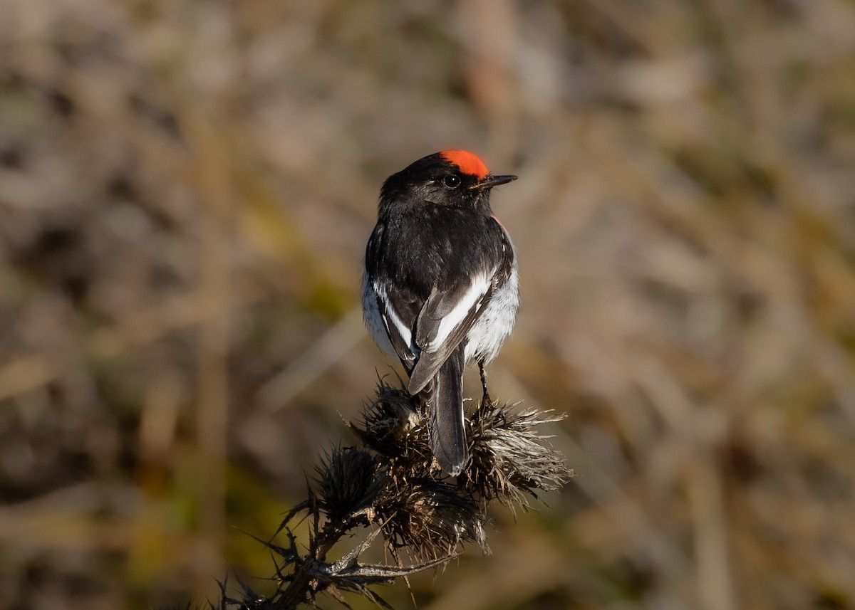 Red-capped Robin - ML620004297