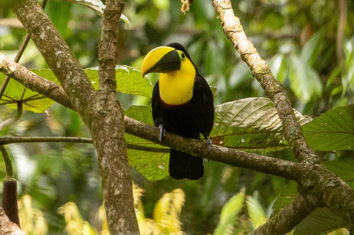 Yellow-throated Toucan (Chestnut-mandibled) - ML620004299