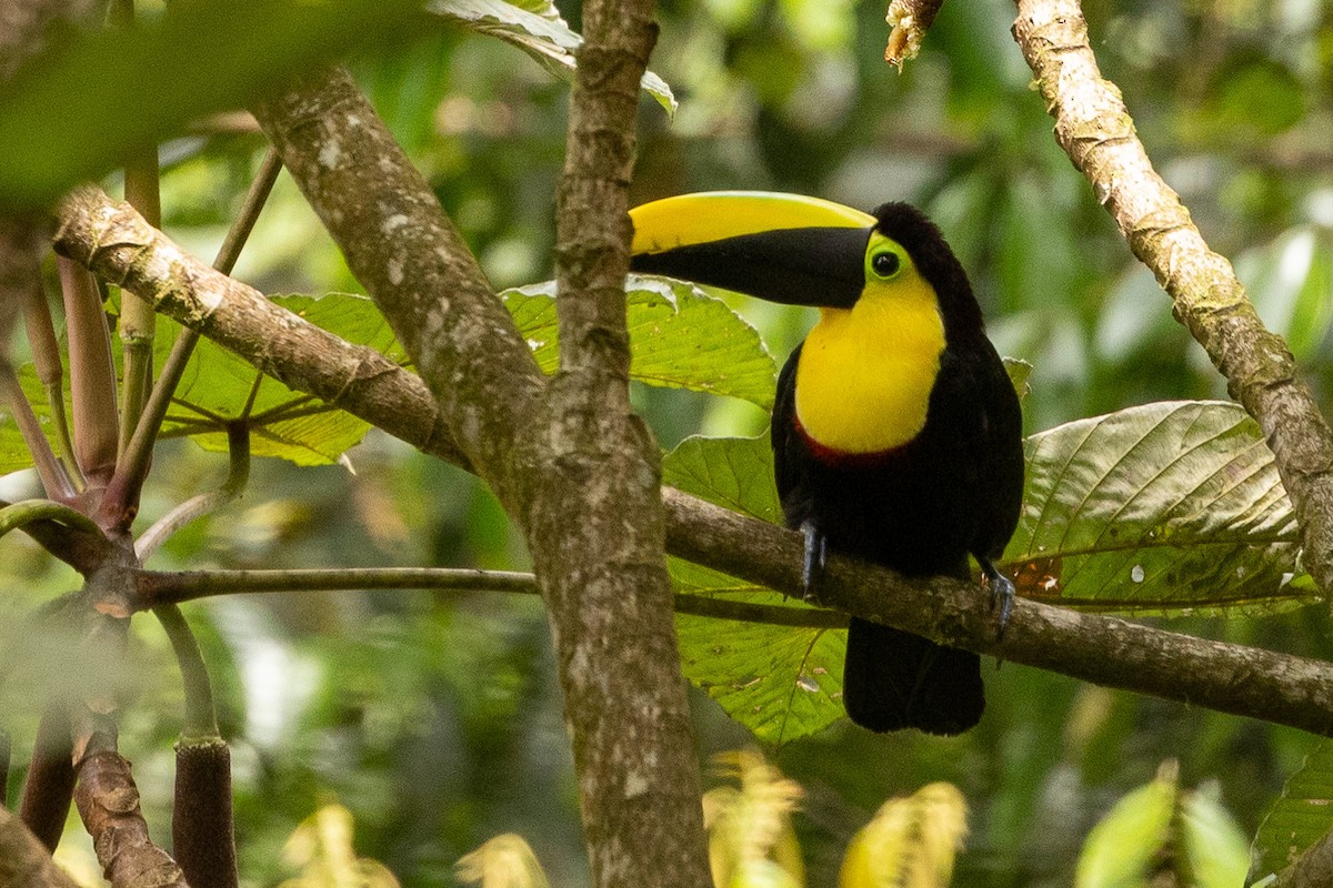 Yellow-throated Toucan (Chestnut-mandibled) - ML620004300