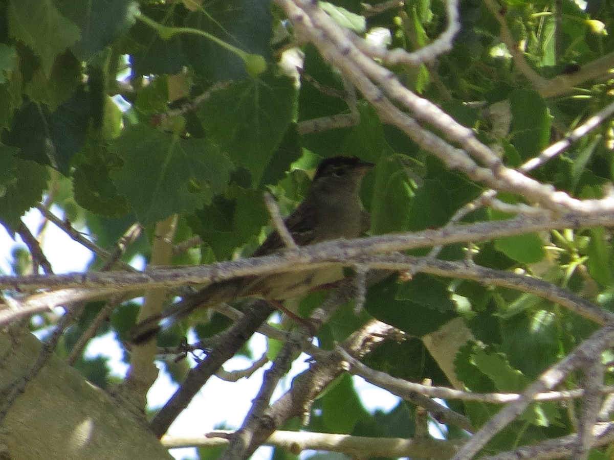 Golden-crowned Sparrow - ML620004301