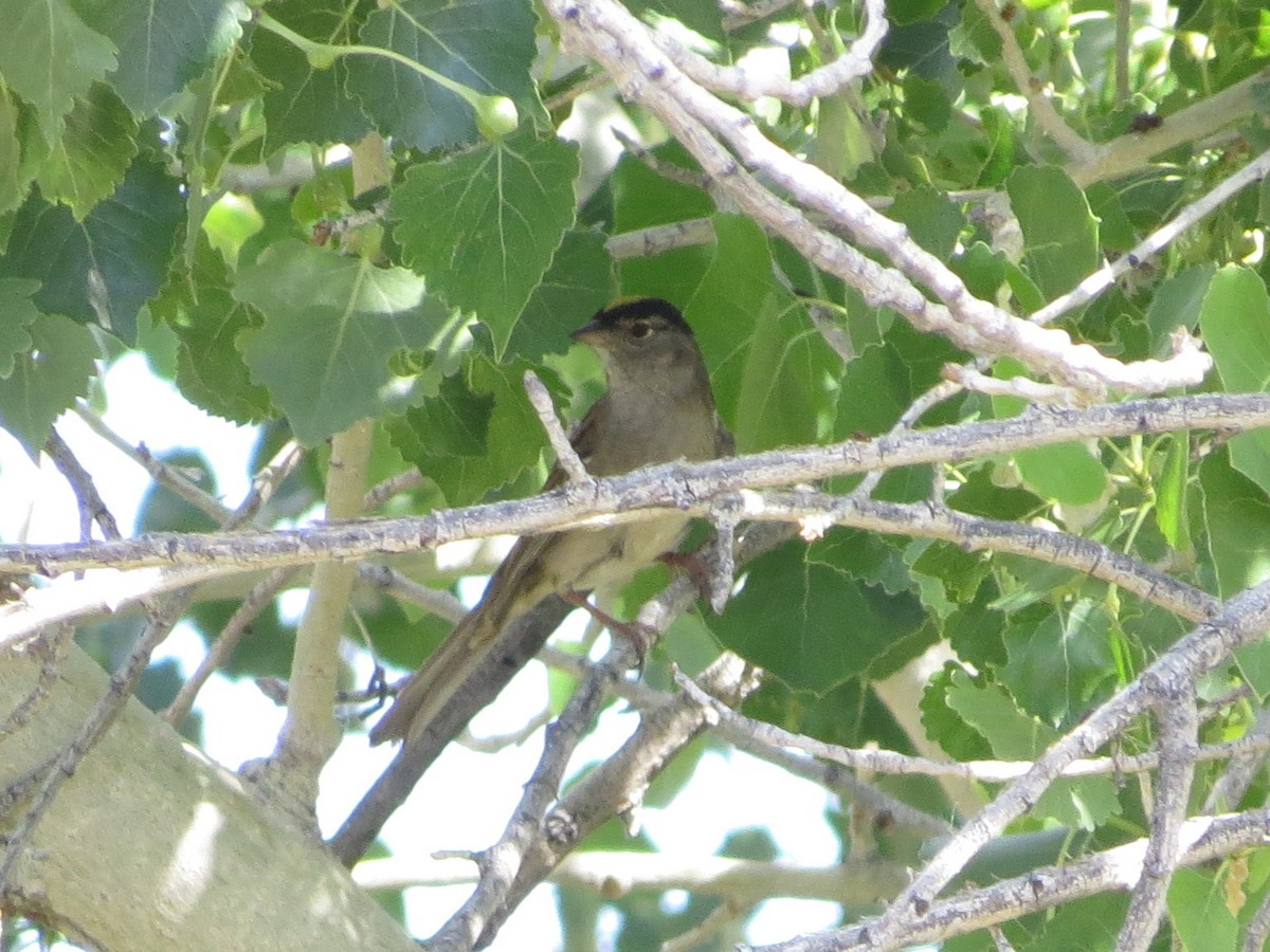 Golden-crowned Sparrow - ML620004302