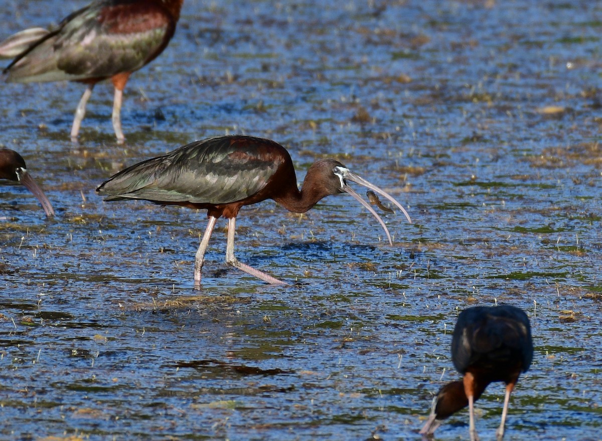 ibis hnědý - ML620004318