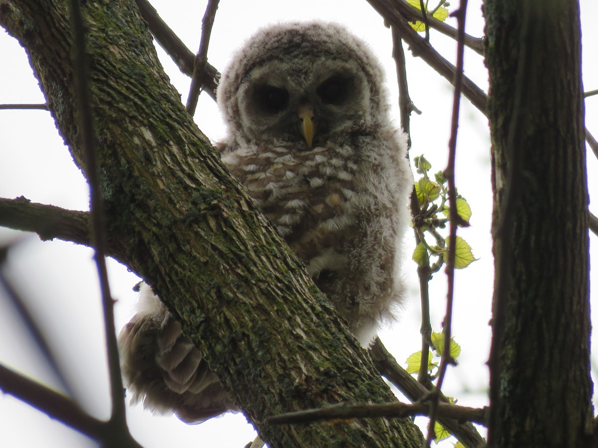 Barred Owl - ML620004321