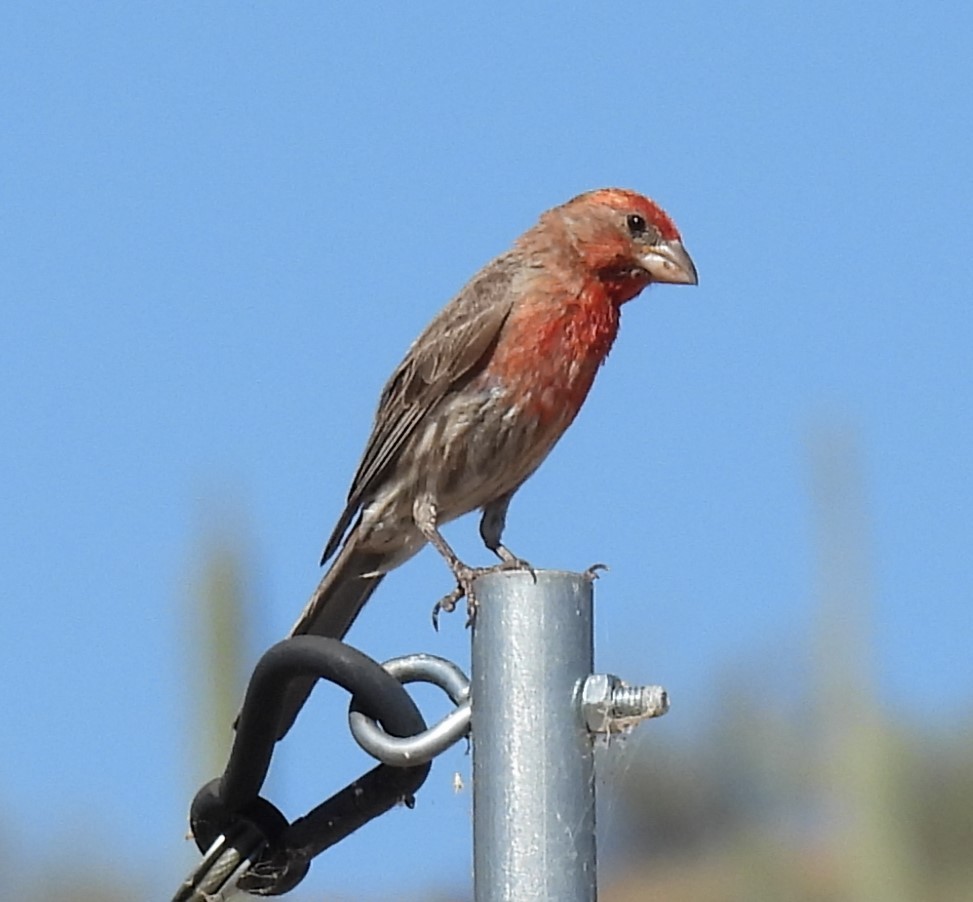 House Finch - ML620004322