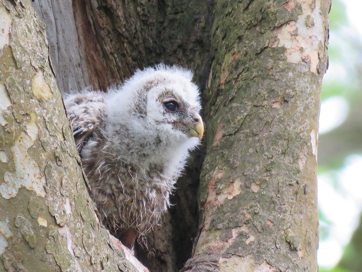 Barred Owl - ML620004361