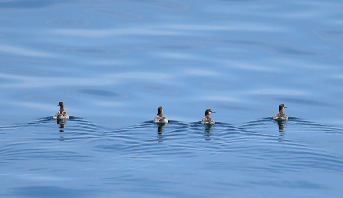 Phalarope à bec étroit - ML620004370