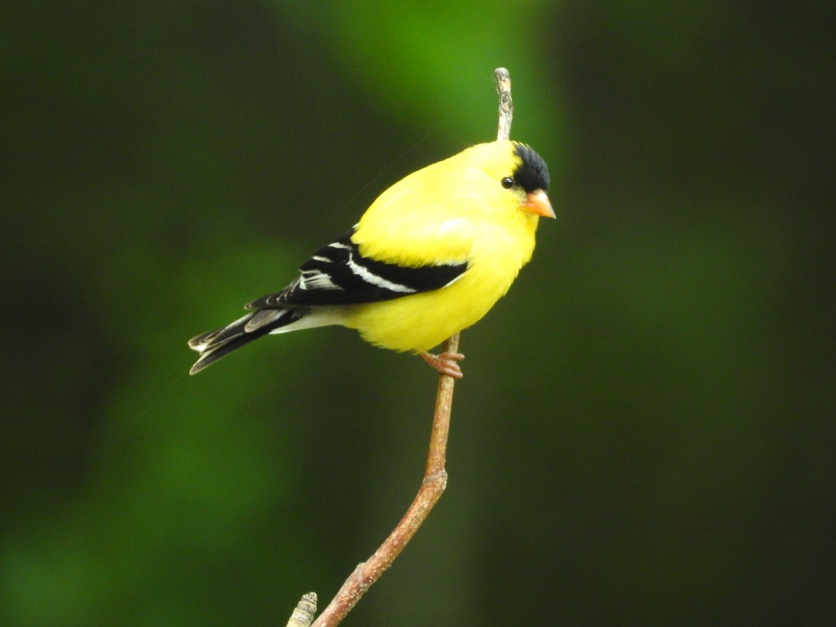 American Goldfinch - ML620004376