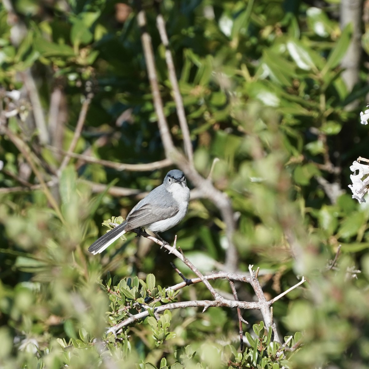 Blue-gray Gnatcatcher - Simon Thornhill