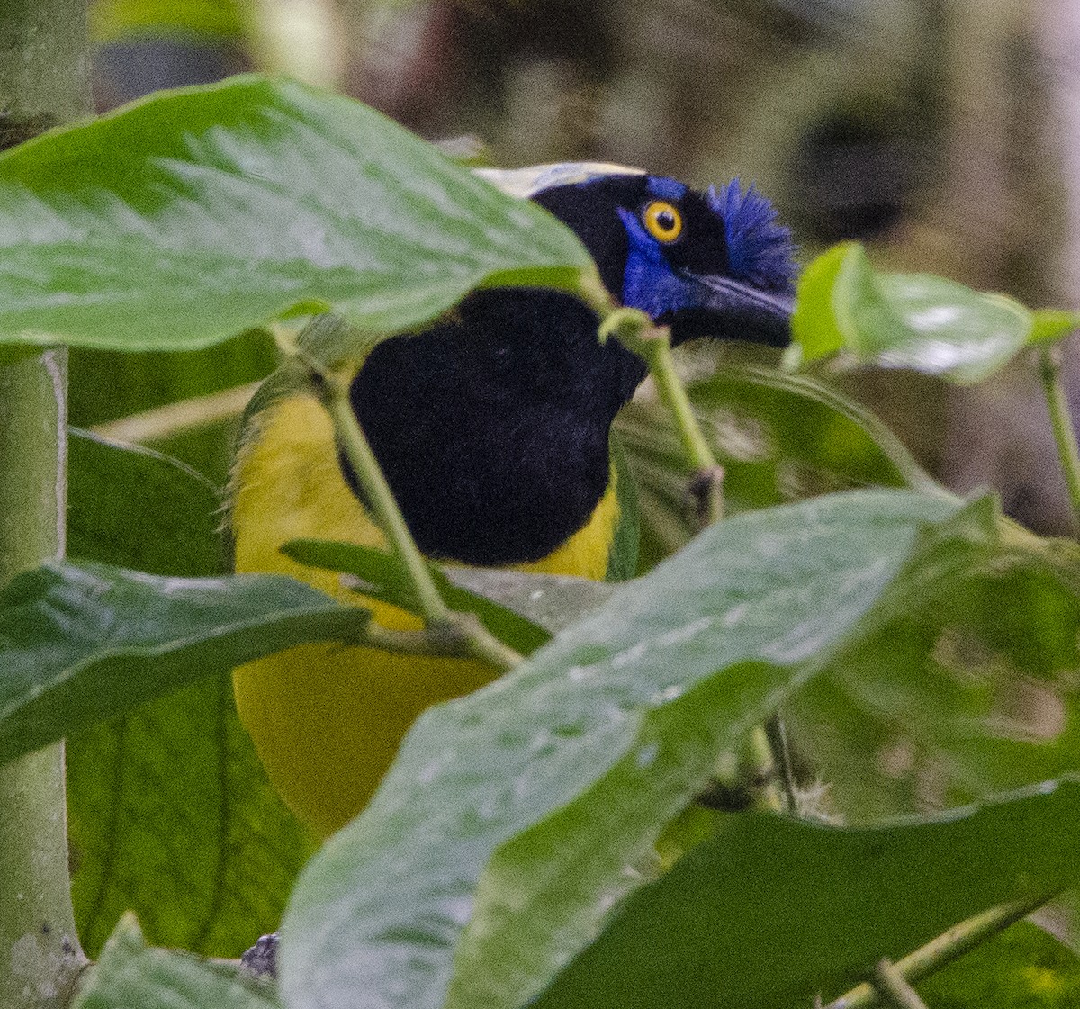 Green Jay - ML620004386