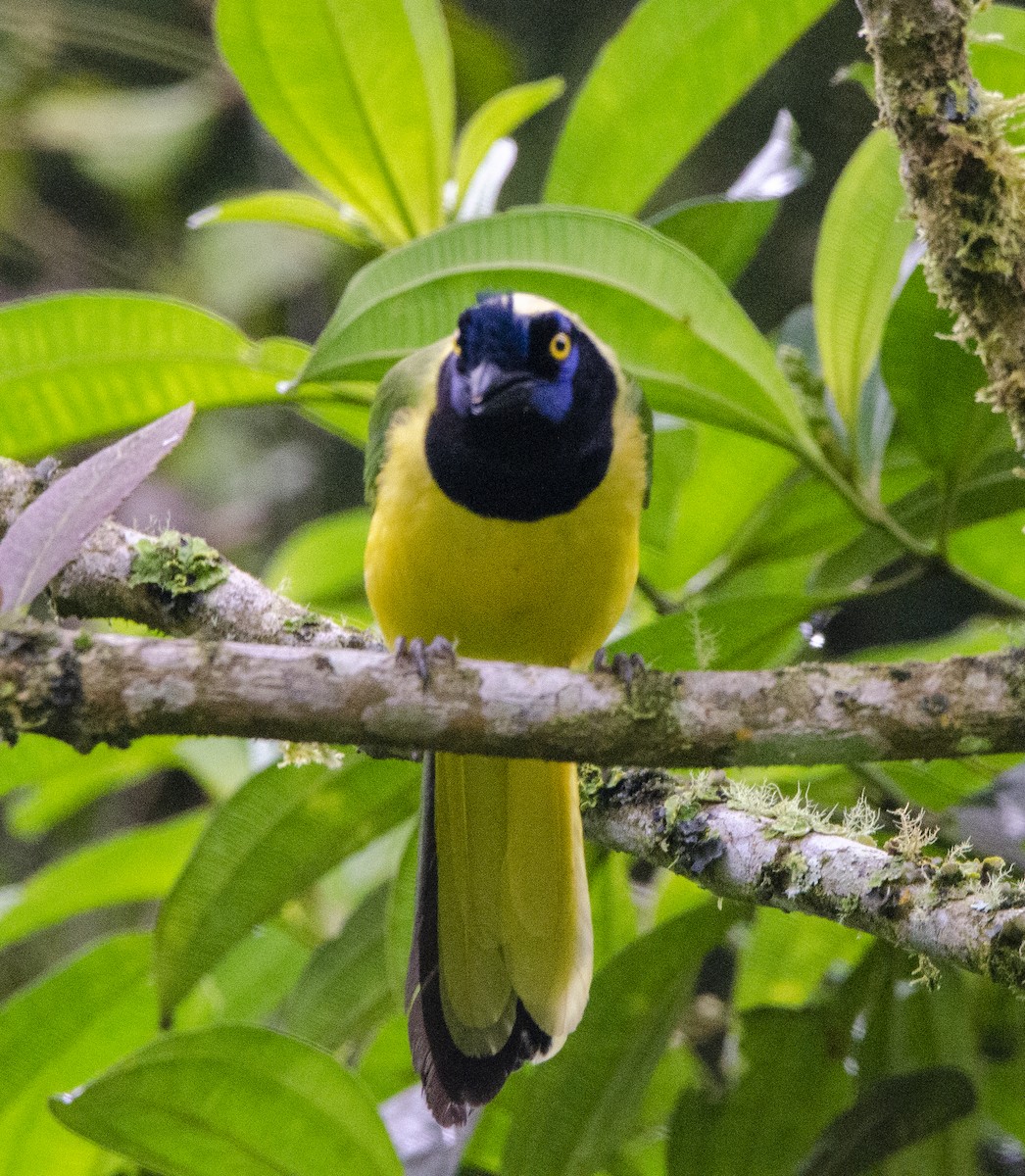 Green Jay - ML620004387