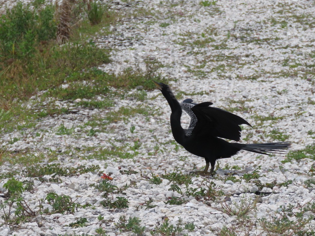 Amerika-Schlangenhalsvogel - ML620004393