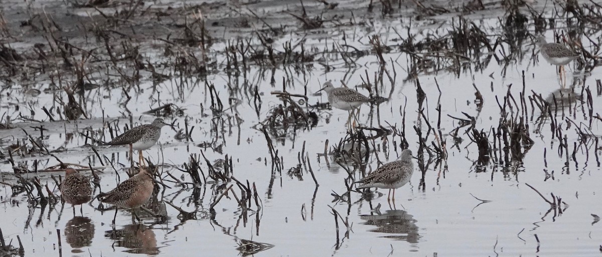 Lesser Yellowlegs - ML620004395