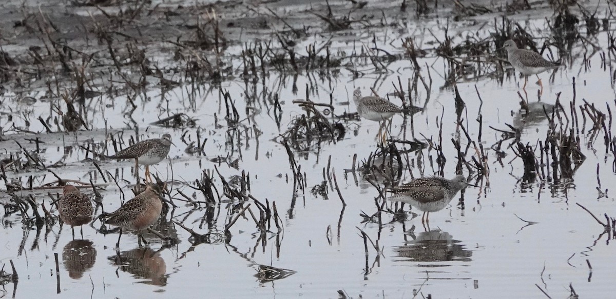 Lesser Yellowlegs - ML620004396