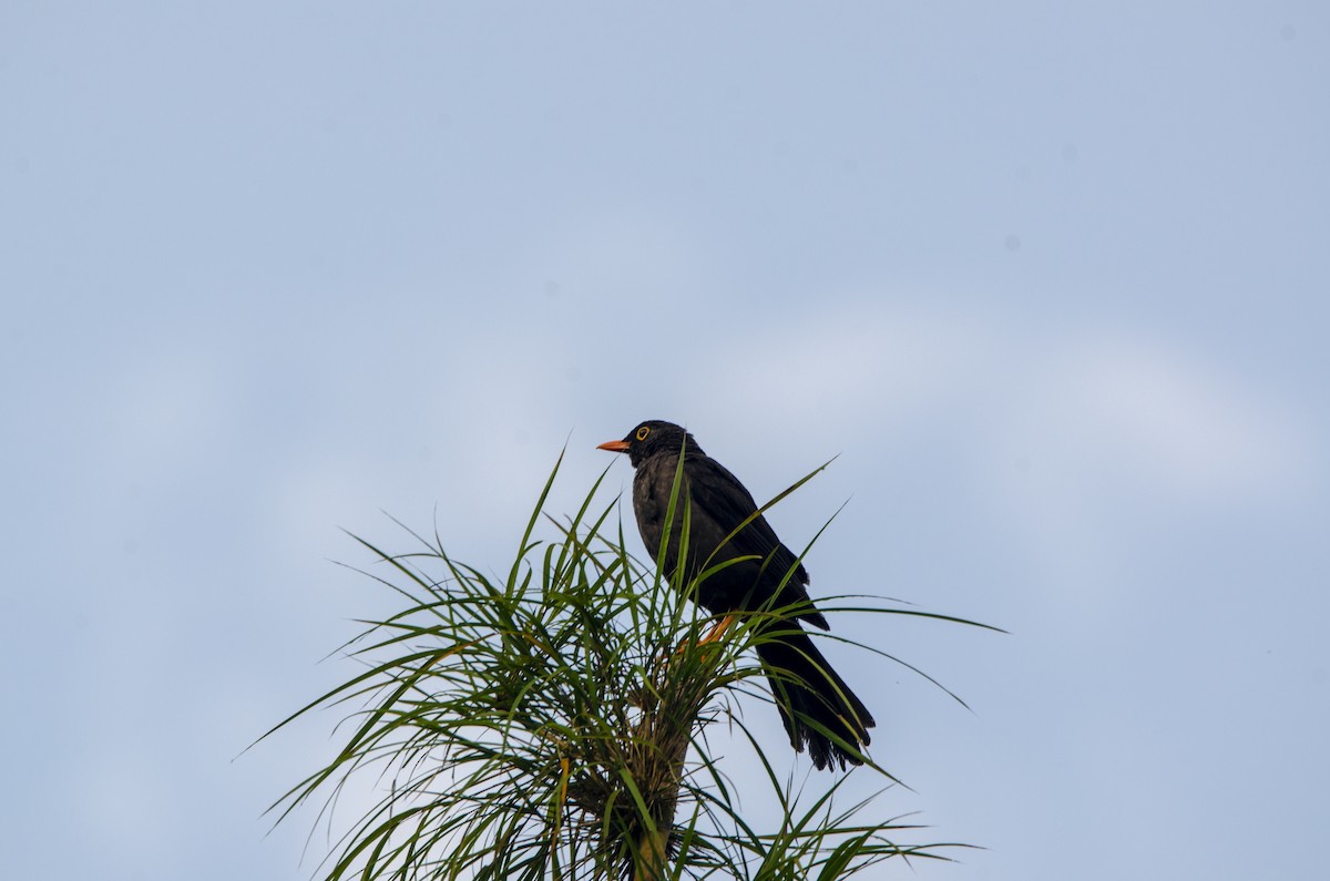 Great Thrush - ML620004397