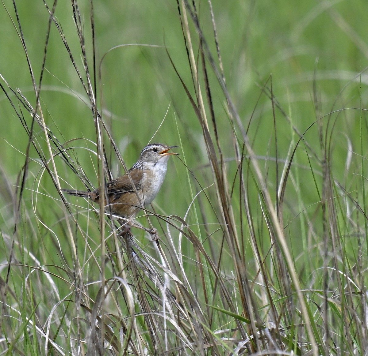 Marsh Wren - ML620004398