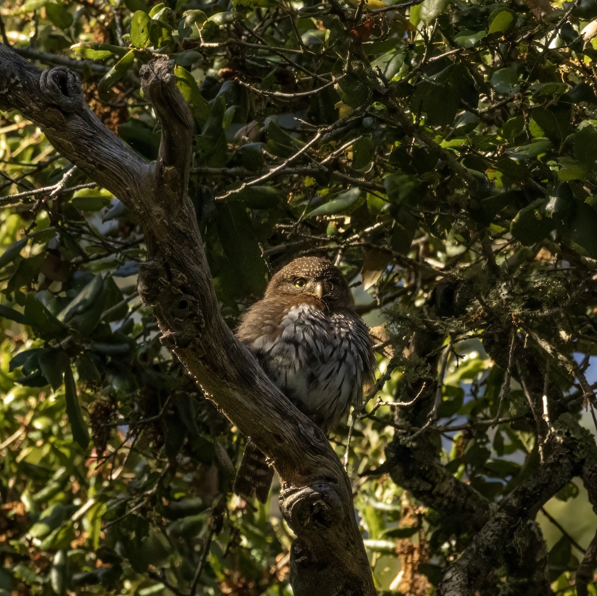 Northern Pygmy-Owl - ML620004403