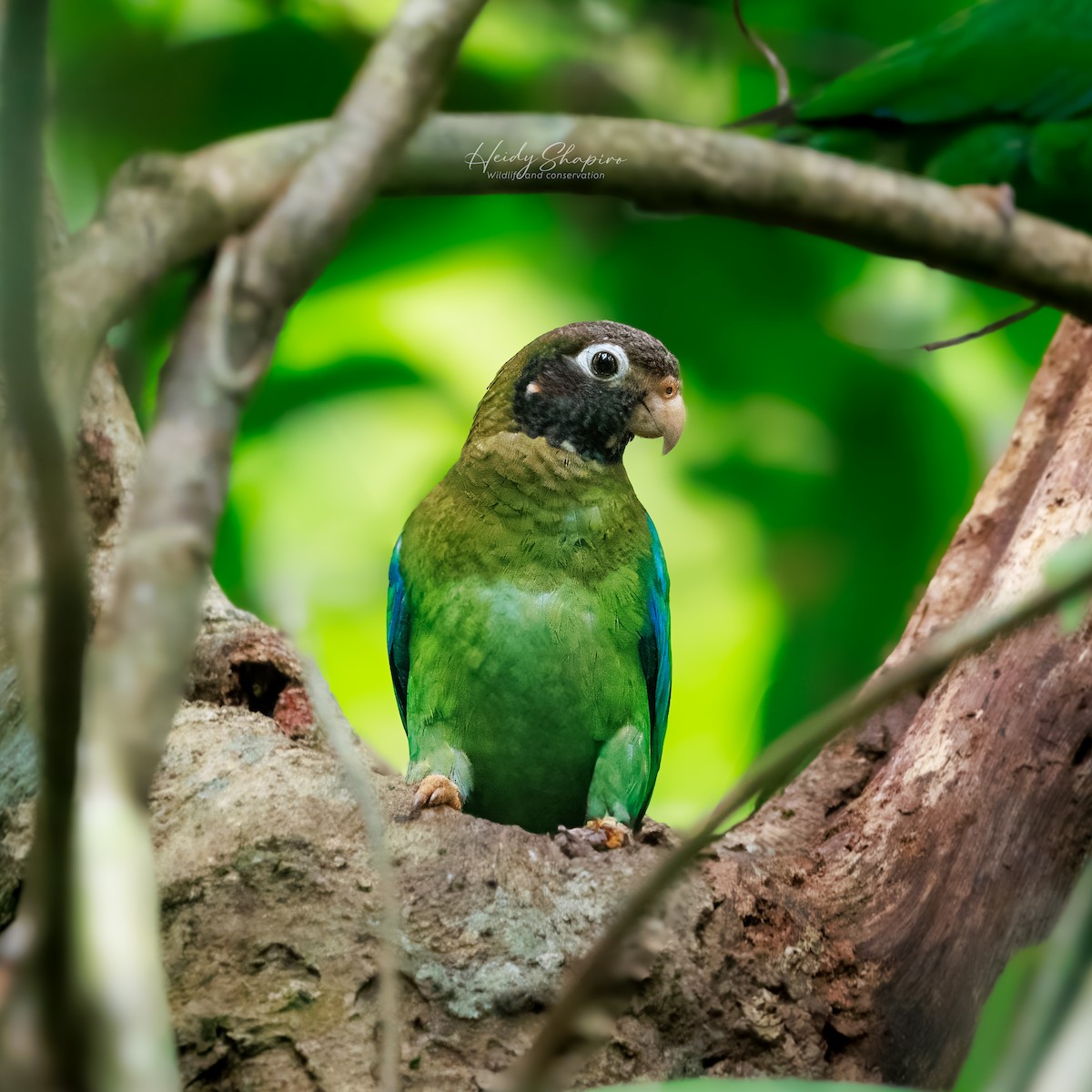 Brown-hooded Parrot - ML620004407