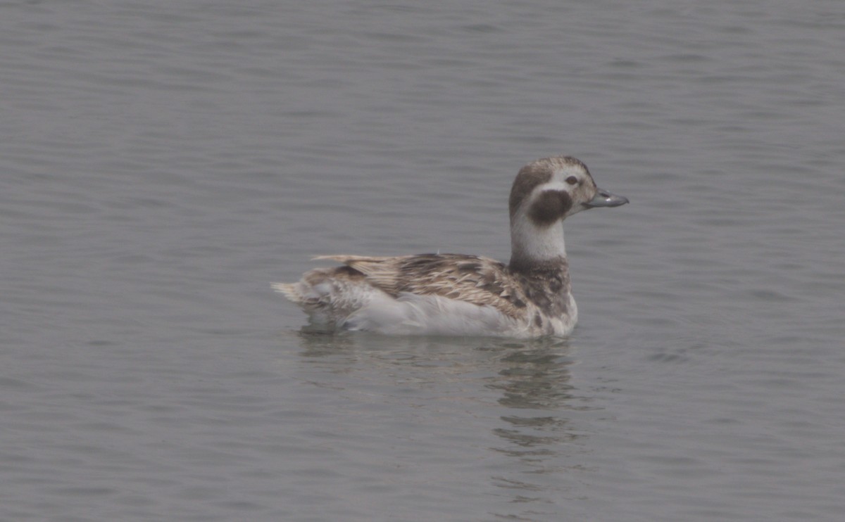 Long-tailed Duck - ML620004415