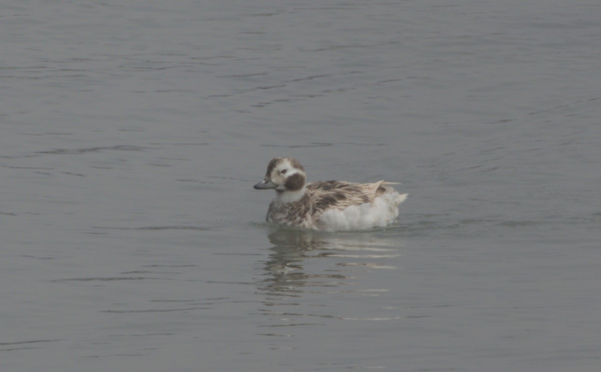 Long-tailed Duck - ML620004416