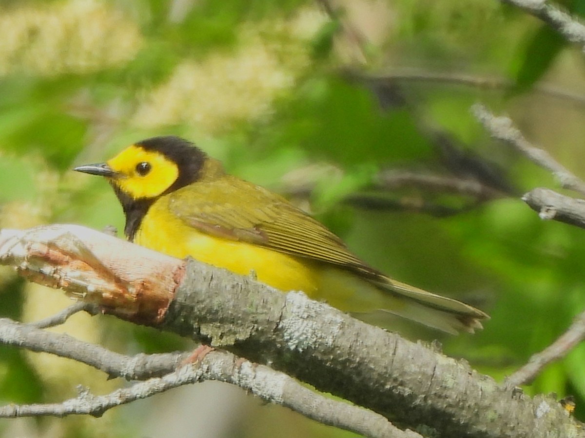 Hooded Warbler - ML620004425