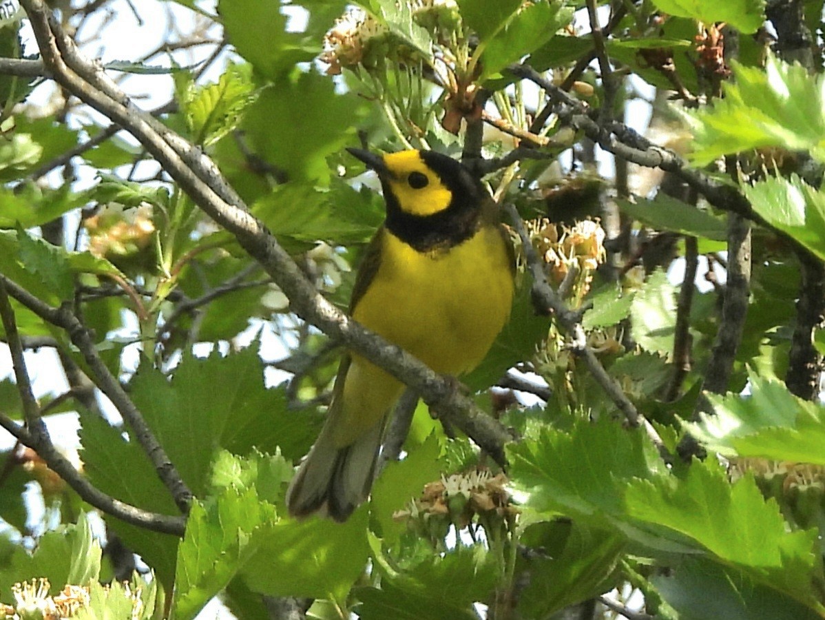 Hooded Warbler - ML620004426