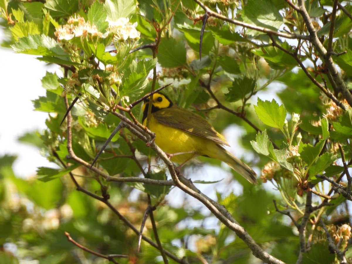 Hooded Warbler - ML620004427