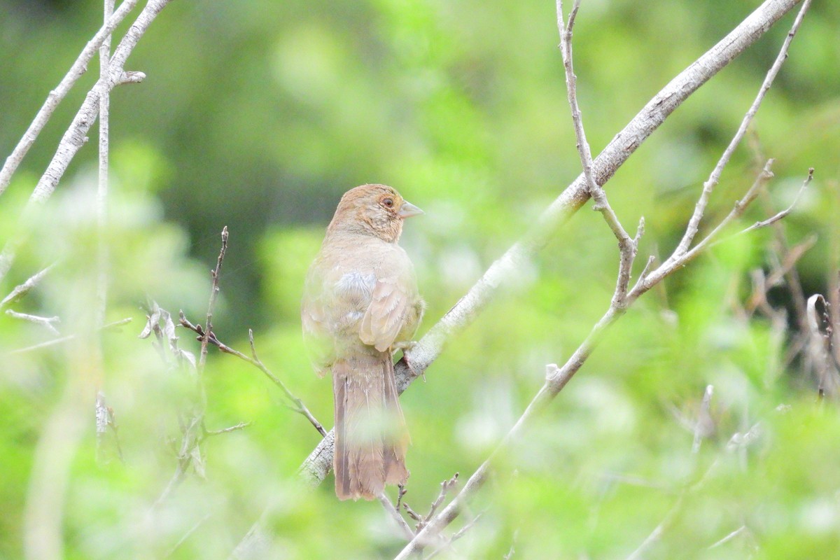 California Towhee - ML620004443