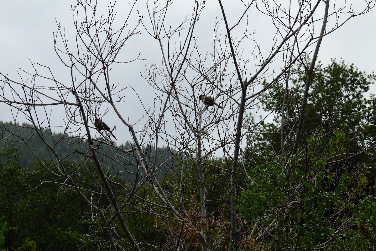 California Towhee - ML620004445