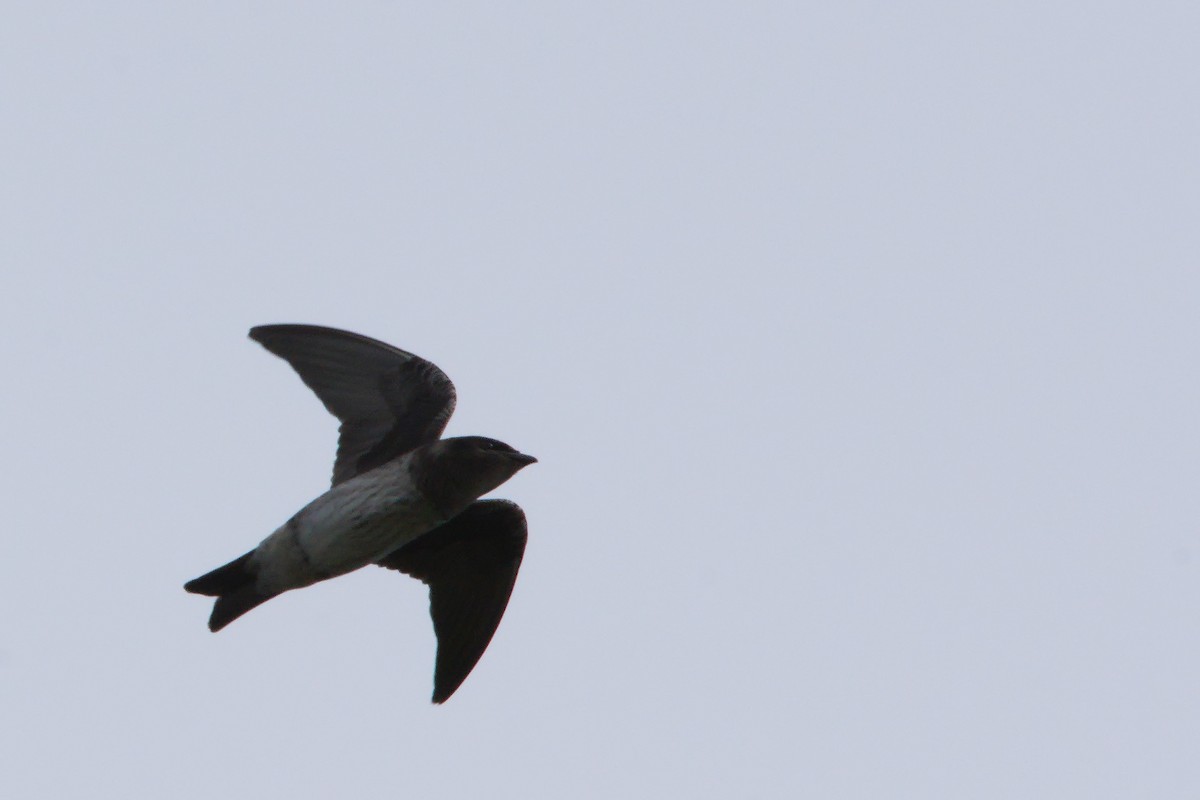 Golondrina Purpúrea - ML620004447