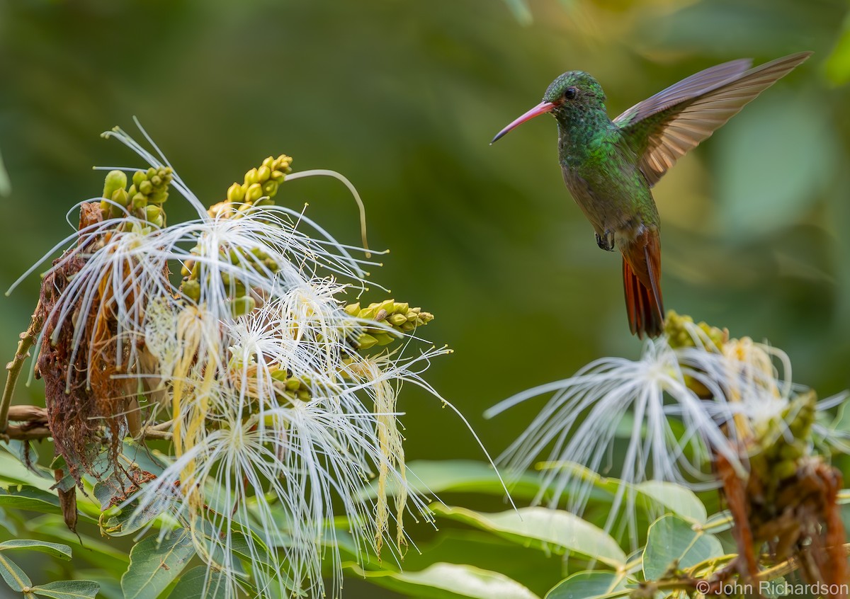 Rufous-tailed Hummingbird - ML620004455
