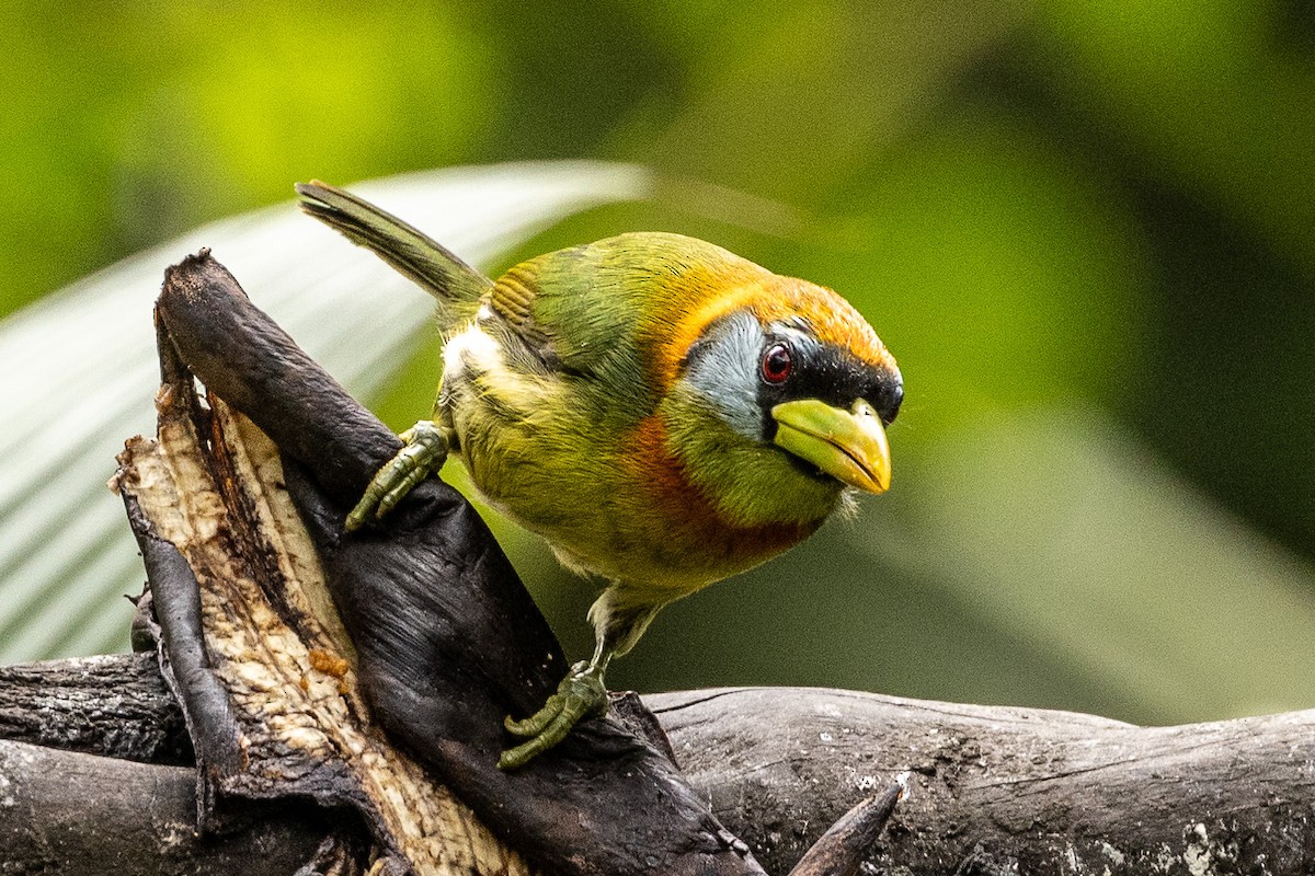 Red-headed Barbet - ML620004458