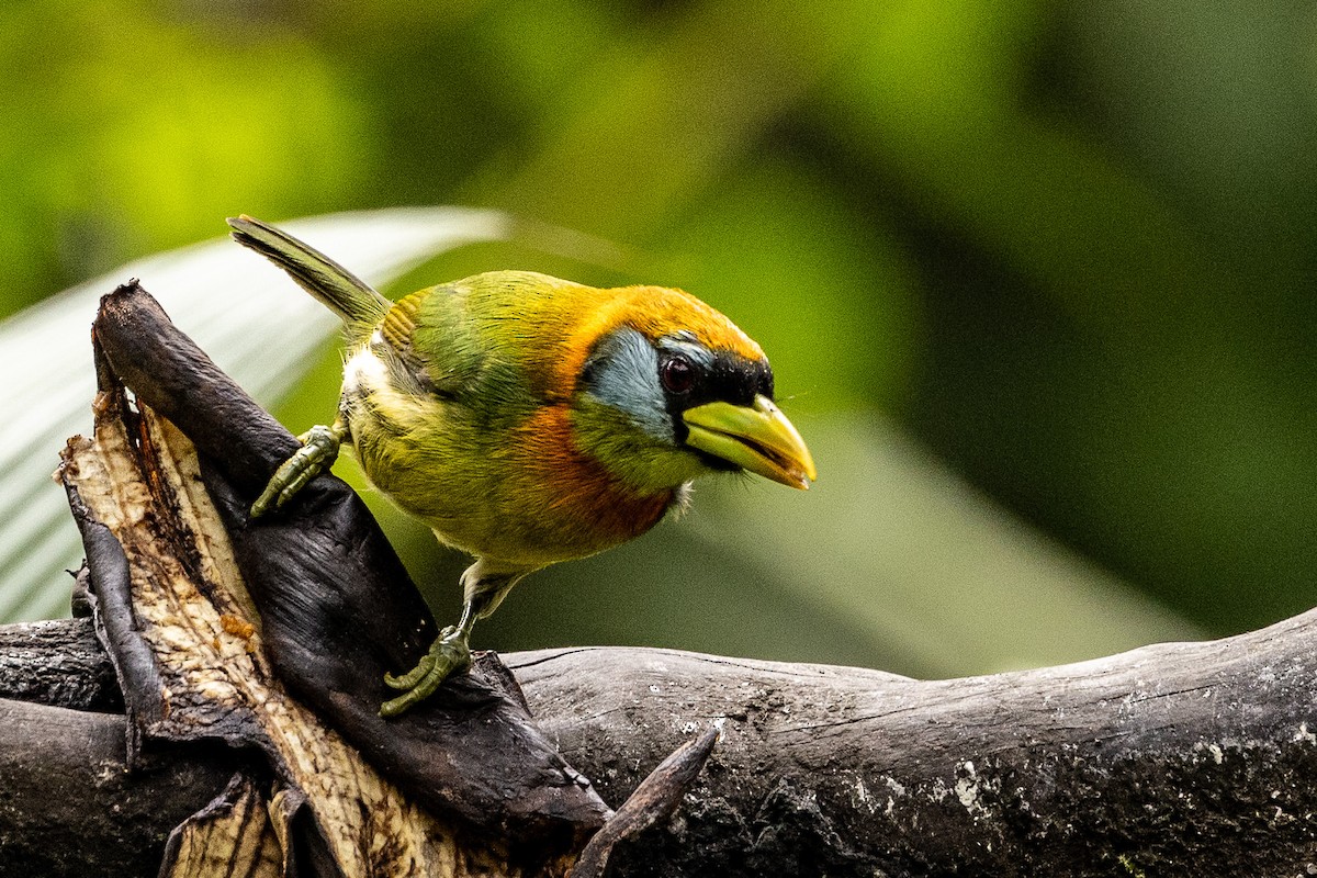 Red-headed Barbet - ML620004459
