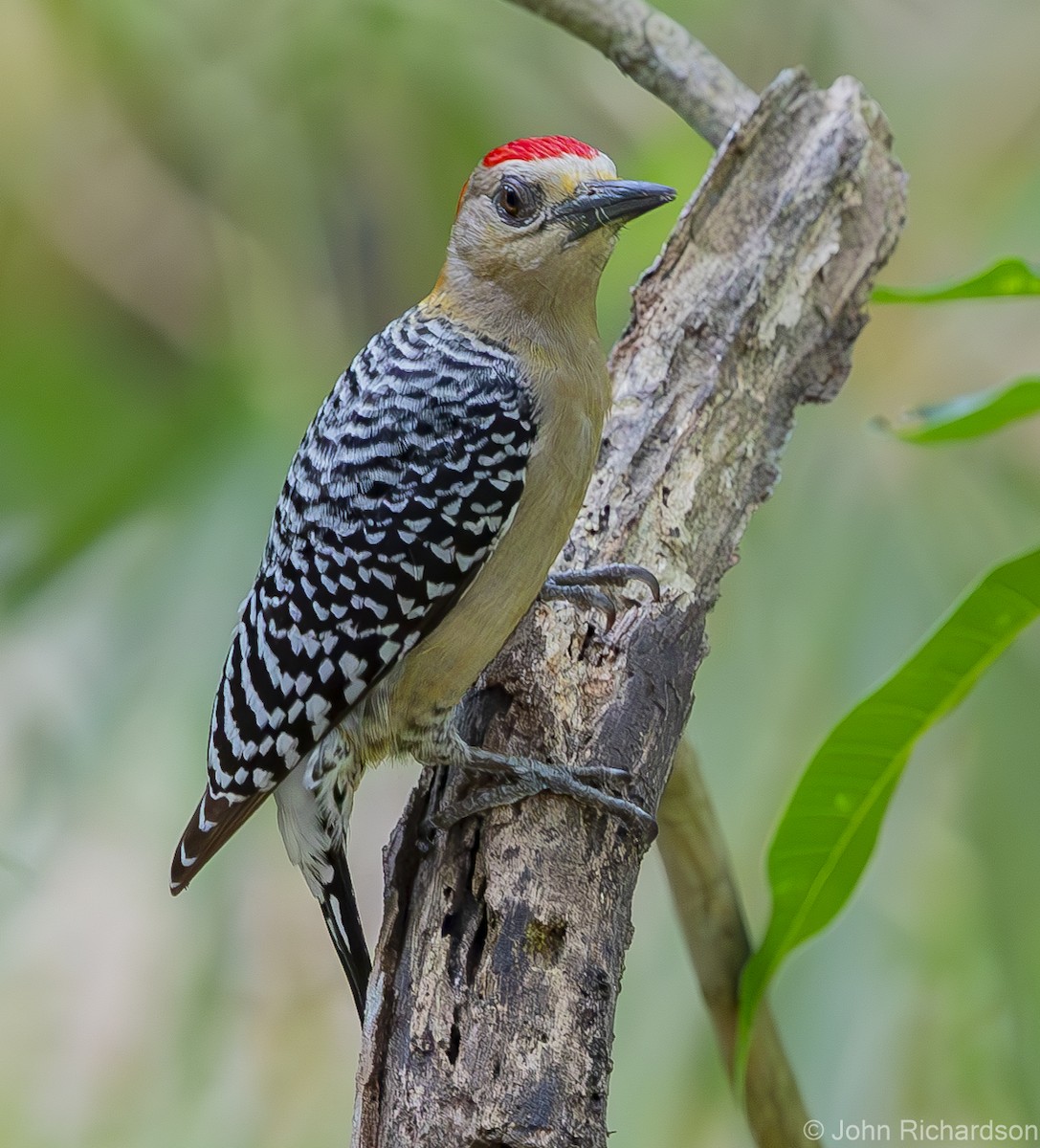 Red-crowned Woodpecker - ML620004471