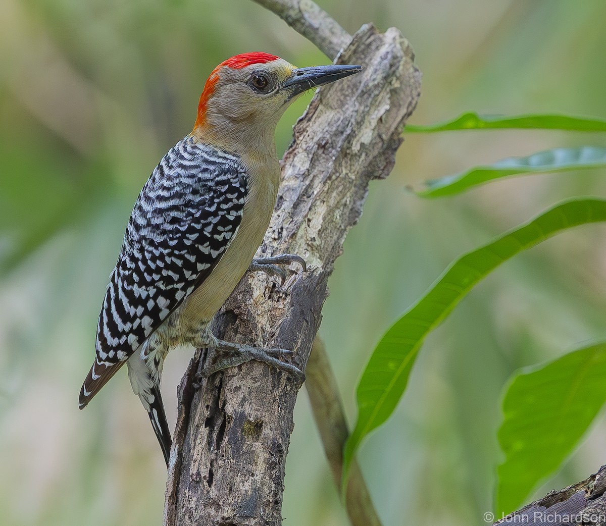 Red-crowned Woodpecker - ML620004472